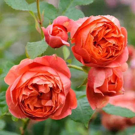Summer Song Rose 6L