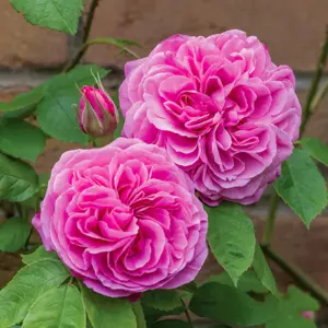 Gertrude Jekyll Shrub Rose 6L