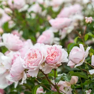 David Austin "Wildeve" English Shrub Rose 6L