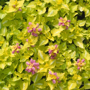 Lamium Cannon Gold 10.5cm