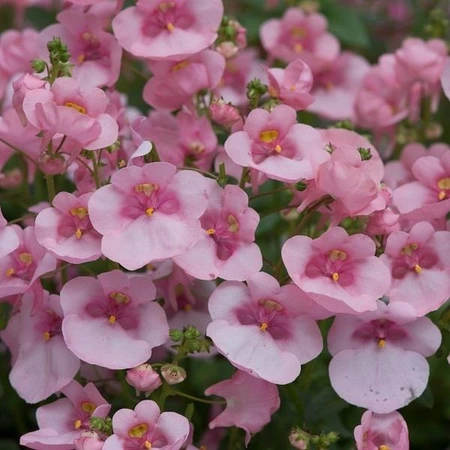 Diascia Diamond Pink Light 10.5cm