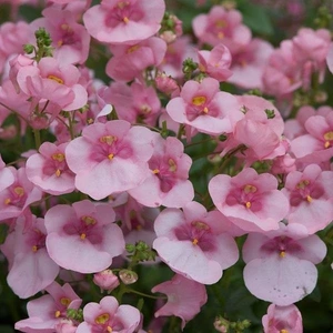 Diascia Diamond Pink Light 10.5cm