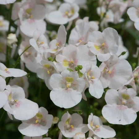 Diascia Diamond White Blush 10.5cm