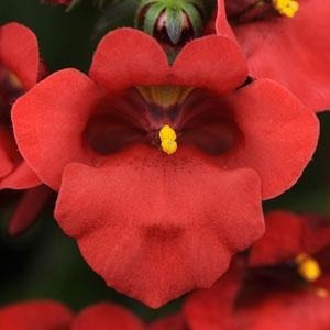 Diascia Juliet Red 10.5cm