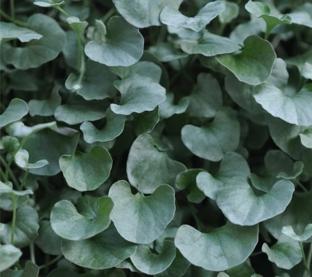 Dichondra Silver Falls 10.5cm