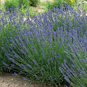 Lavandula Essence Purple 1L
