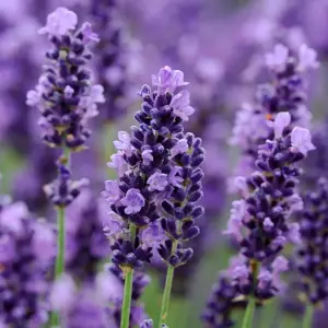Lavandula Hidcote 1L
