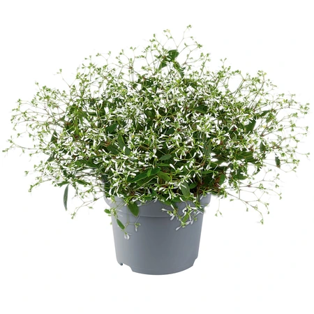 Euphorbia Silver Fog 10.5cm