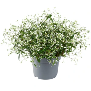 Euphorbia Silverfog White 10.5cm