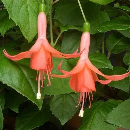 Fuchsia Buds of May Patricia Hdg 10.5cm