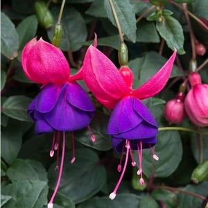 Fuchsia Buds of May Purp Fountain 10.5cm