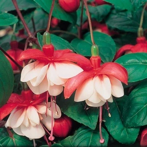 Fuchsia Buds Of May Matt Busby 10.5cm