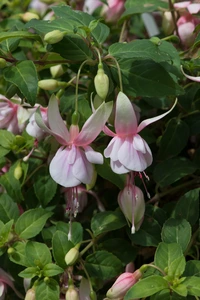 Fuchsia Buds Of May Time Aft Time 10.5cm