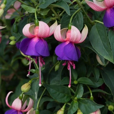 Fuchsia Buds Of May Turkish Delight 10.5cm