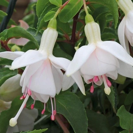 Fuchsia Buds of May White Gold 10.5cm