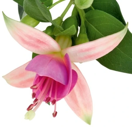 Fuchsia Diva Lt Pink & Purple 10.5cm