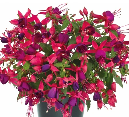 Fuchsia Diva Rose & Violet 10.5cm