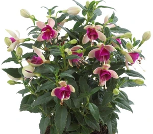 Fuchsia Diva White & Violet 10.5cm