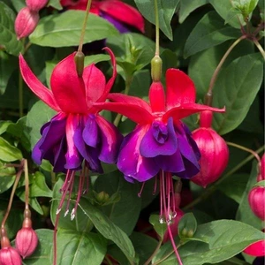 Fuchsia S Bell Voodoo 10.5cm