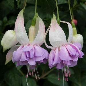 Fuchsia Trail S Bell Wendys Beauty 10.5cm