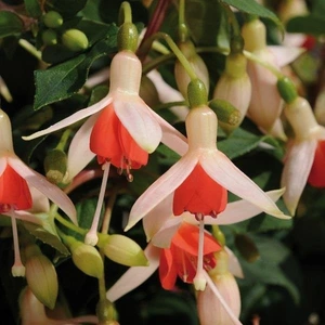 Fuchsia Upright Mandarin Cream 10.5cm