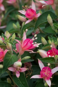 Fuchsia Uprt Waltz Jubelteen 10.5cm