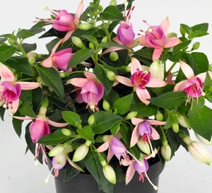 Fuchsia Windchimes Neon Pink Violet Trailing 10.5cm