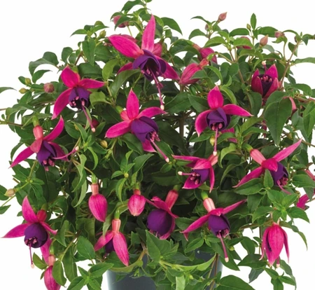 Fuchsia Windchimes Pink & Purple Trailing 10.5cm