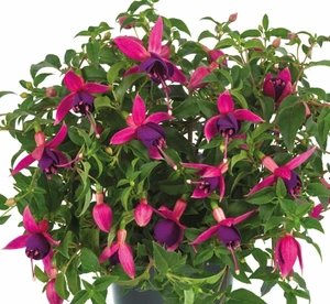 Fuchsia Windchimes Pink & Purple Trailing 10.5cm