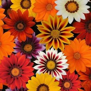 Gazania New Day Mix 4 Pack