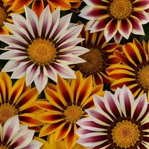 Gazania Tiger Stripe Mix Jumbo 6 Pack