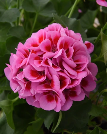 Geranium Marcada Pink Purple Eye 1L