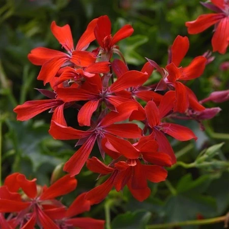 Geranium Trailing Balcon Mini Red 10.5cm
