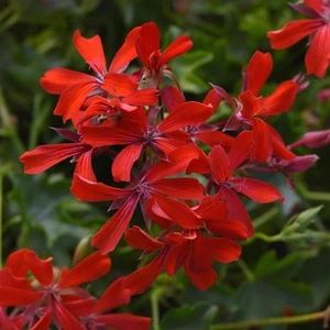 Geranium Trailing Balcon Mini Red 10.5cm