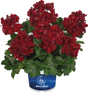 Geranium Trailing Moonflair Burgundy 10.5cm