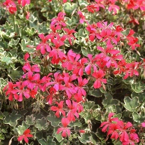 Geranium Trailing Red Evka 10.5cm