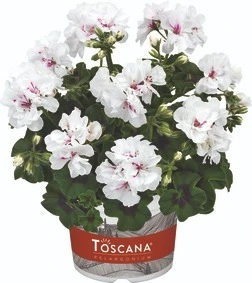 Geranium Trailing Sunflair Eva White 10.5cm