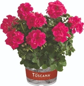 Geranium Trailing Sunflair Josina Pink Hot 10.5cm