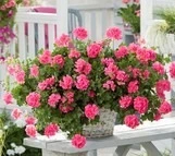 Geranium Trailing Sunflair Linda Pink 10.5cm