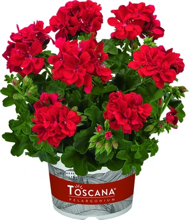 Geranium Trailing Sunflair Paula Red 10.5cm