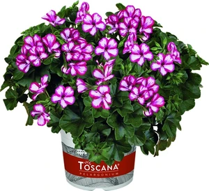 Geranium Trailing Villetta Burgundy 10.5cm