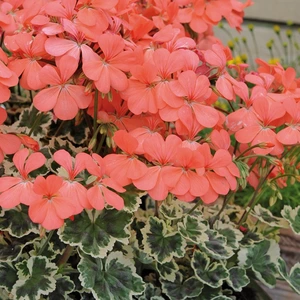 Geranium Frank Headley 1L