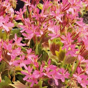 Geranium Lotusland 1L