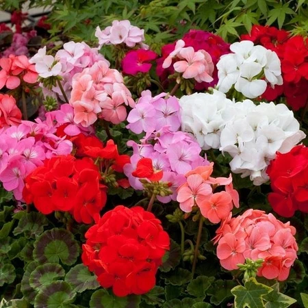 Geranium Horizon Mix 4 Pack