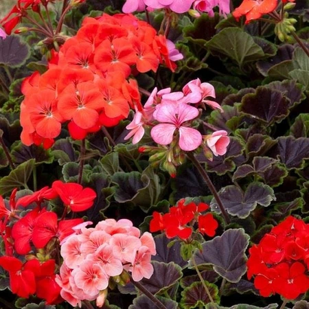 Geranium Hor Shadow Mix Jumbo 6 Pack