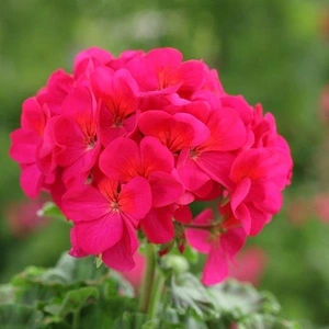 Geranium Horizon Violet 4 Pack
