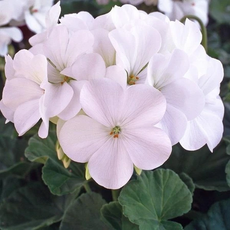 Geranium Horizon White 4 Pack