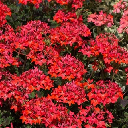 Geranium Zonal Chocolate 1L