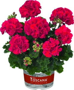 Geranium Zonal Castello Bernd Dark Red 10.5cm