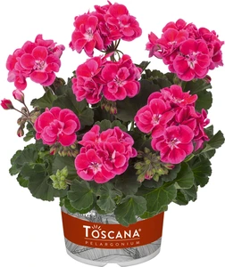 Geranium Zonal Castello Tammo Rose Eye 1L